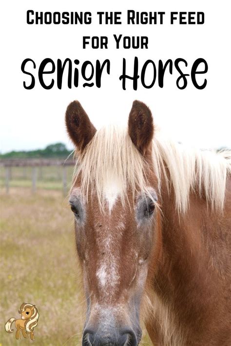 Best Senior Horse Feeds - Complete Feeds vs. Supplements - Helpful ...