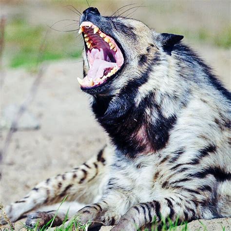 32 best images about STRIKING STRIPED HYENAS on Pinterest | Africa ...