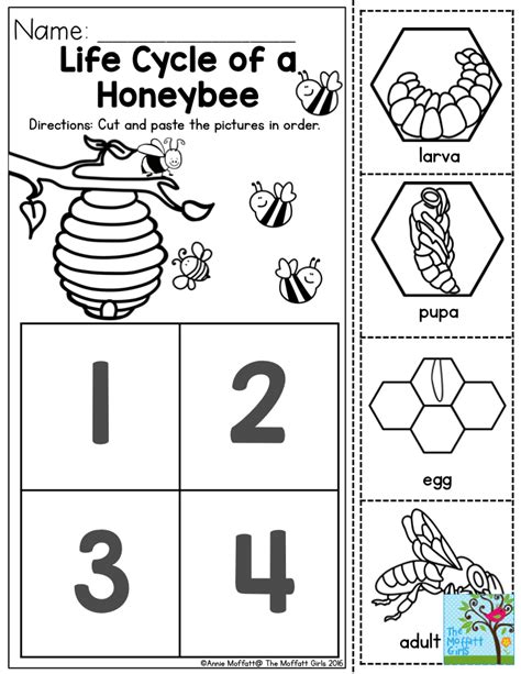 Life Cycle of a Honeybee- Preschoolers love learning about how insects ...