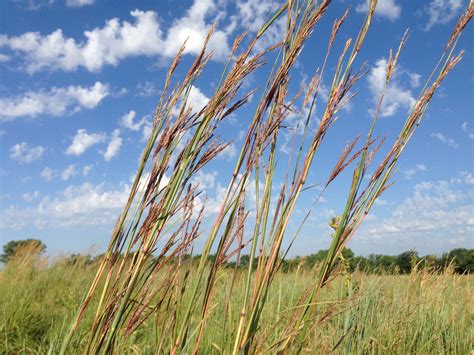 indian grass Archives - Dyck Arboretum