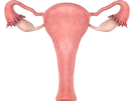 Enlarged uterus: Causes, symptoms, and treatment