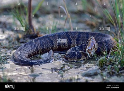 Water moccasin otter needs standing water of all kinds as habitat ...