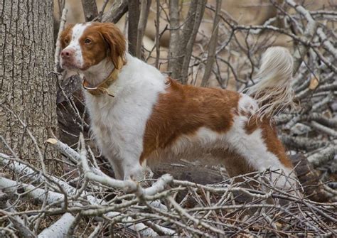 Brittany (Brittany Spaniel) | Dog Breed Info: Pictures, Characteristics ...