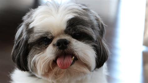 Shih tzu: saiba tudo sobre essa raça de cachorro | DogHero