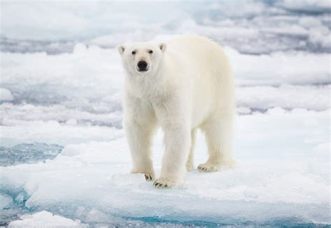 Why Do Polar Bears Need Ice to Survive? | Reader's Digest