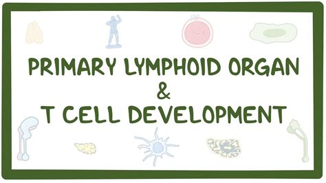 T-cell development: Video, Causes, & Meaning | Osmosis