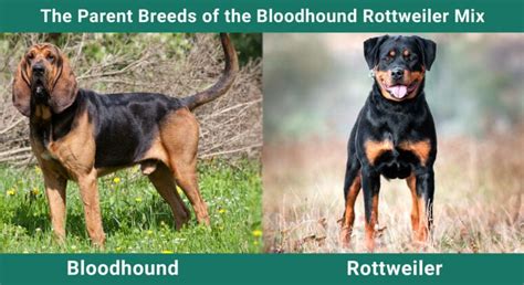 Bloodhound Rottweiler Mix: Care, Pictures, Info & More | Pet Keen