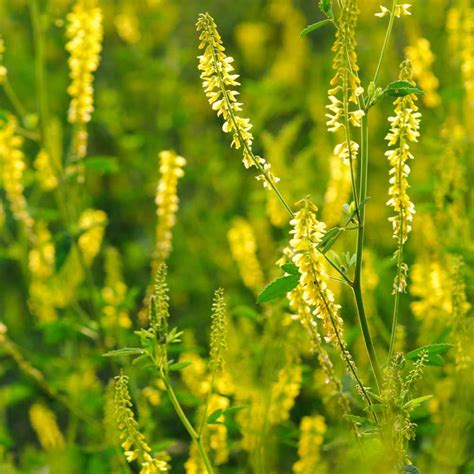 Bulk Yellow Sweet Clover Seeds - Melilotus Officinalis