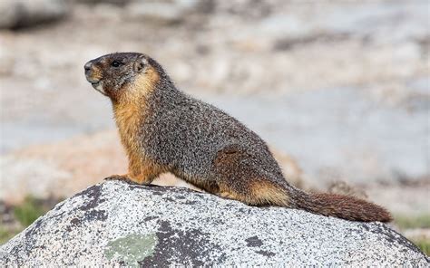 Votre Animal Astral est la Marmotte - Zooastro Rongeur Totem Astro