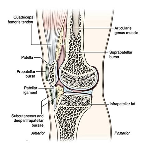 Knee Bursae Anatomy