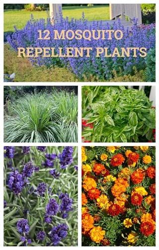 12 Mosquito Repellent Plants | Garden Design