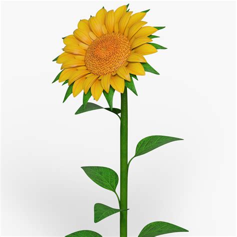 Sunflower Plant Cartoon