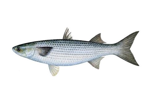 Grey Mullet | Fish Species of New Zealand