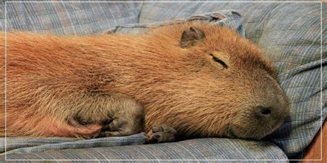 Are Capybaras Active At Night? What Do They Do At Night?