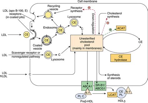 Cholesterol Synthesis, Transport, & Excretion - Bioenergetics & the ...