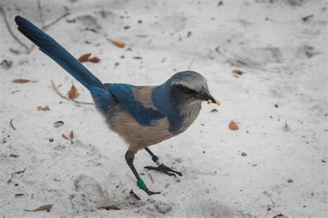 Florida Scrub-Jay Translocation | Brevard Zoo Conservation Programs