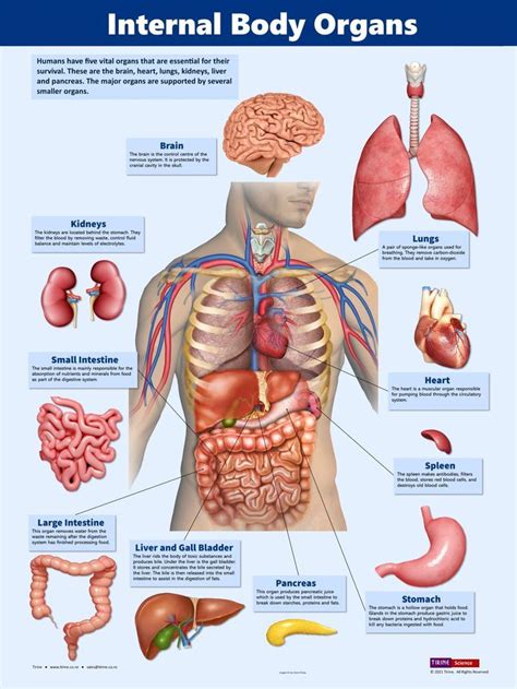 Vital Organs Human Biology Poster, Educational Science Poster, Human Anatomy, Classroom Poster ...