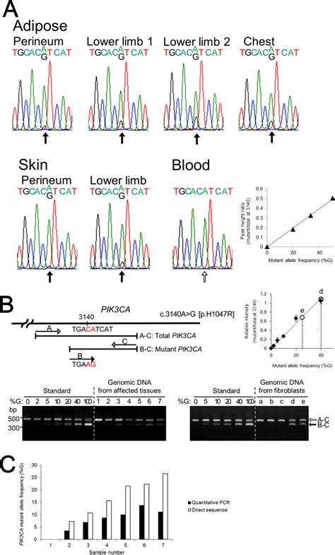 The identification and quantification of the mutation in PIK3CA. (A ...