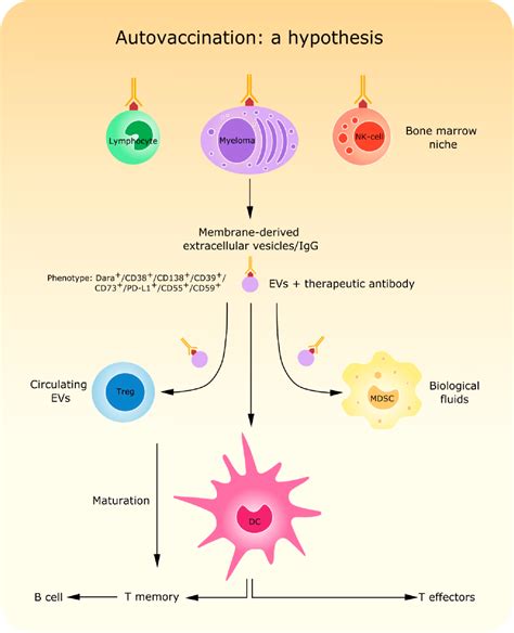 Figure 1 from Novel Insights in Anti-CD38 Therapy Based on CD38-Receptor Expression and Function ...