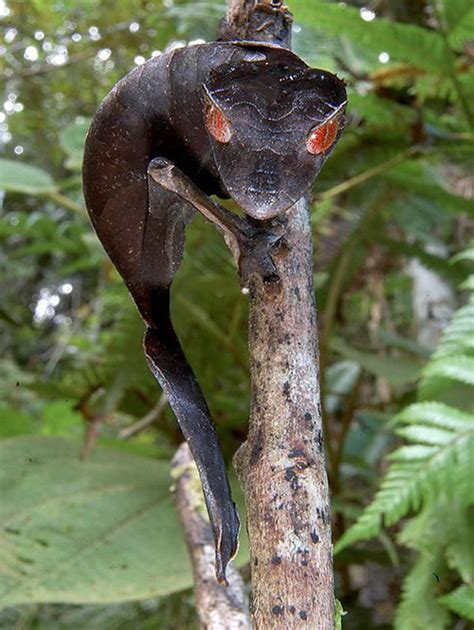 The Satanic Leaf Tailed Gecko : r/natureismetal