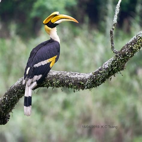 Great Hornbill - BirdForum Opus | BirdForum