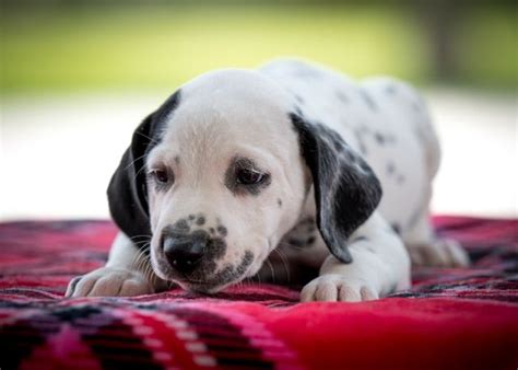 Dalmatian Puppies For Sale In Ohio