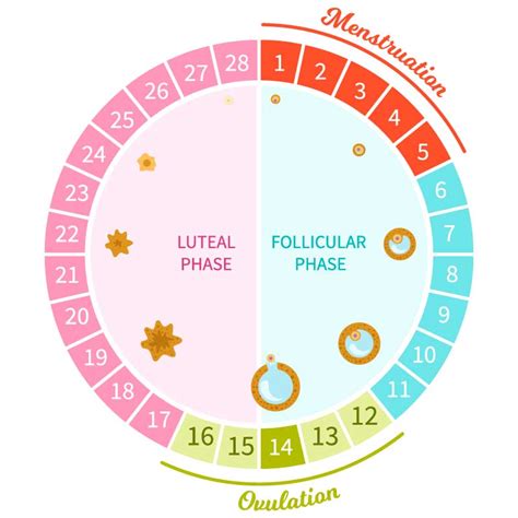 mais Lembrança Norma ciclo menstrual sintomas de cada fase reitor conversível Calibre