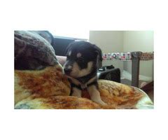 5 beautiful Rottsky puppies for sale Las Vegas - Puppies for Sale Near Me