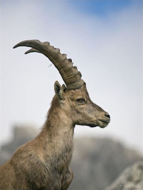 live an extraordinary life | Alpine ibex, Animals wild, Animals