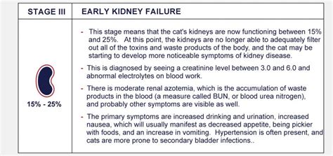 Stages Of Feline Chronic Kidney Disease - PetlifeCA