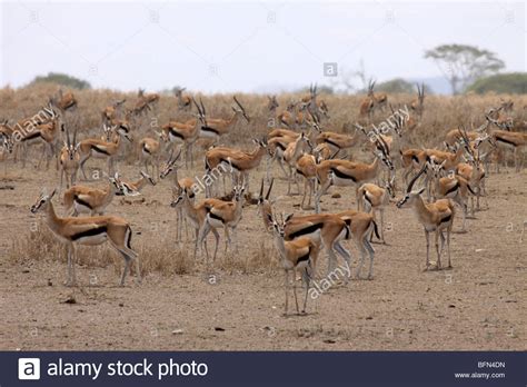 Herd of thomsons gazelle hi-res stock photography and images - Alamy