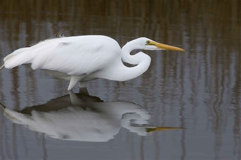 Free picture: large, white, wading, bird, pauses, refuge, water