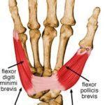 CMC Joint Anatomy and the Sources of CMC Joint Pain: A Must Read Summary - Paperblog