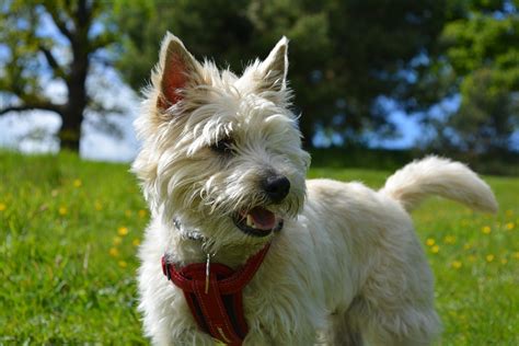 Do Cairn Terriers Shed? (Facts and Temperament) - Pet Spruce