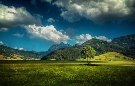 Wallpaper field, forest, grass, clouds, mountains, tree, HDR ...