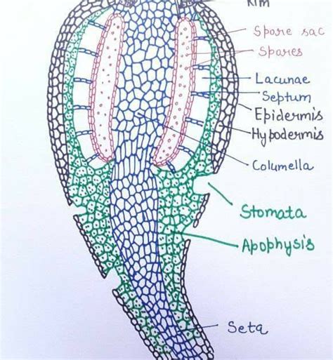 Funaria Capsule Diagram