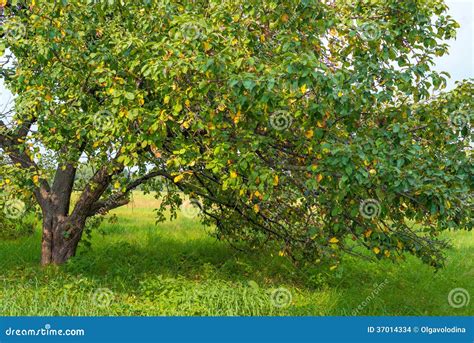 Old Apple Tree in the Garden Stock Photo - Image of foliage, garden ...