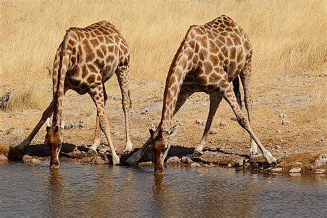 Royalty Free Giraffe Drinking Water Pictures, Images and Stock Photos - iStock