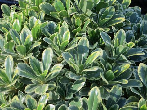 Pittosporum tobira 'Dwarf Variegata' - Boething Treeland Farms