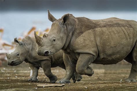 White Rhino Female With Baby by Manoj Shah