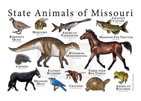 Missouri State Animals Poster Print - Etsy