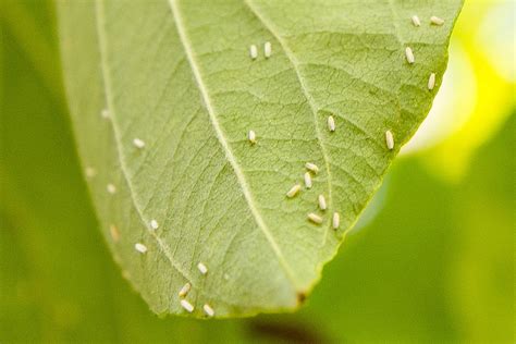 How to Get Rid of Whiteflies on Houseplants