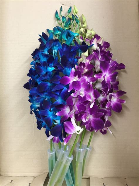 Blue Dyed Dendrobium Orchid with Purple Dendrobium Orchid *** Visit the image link more details ...