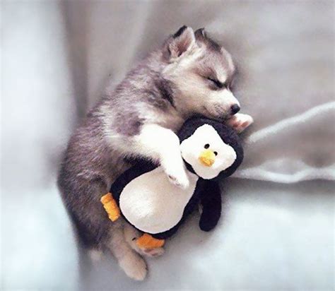 These 201 Pictures Of Adorable Pets Sleeping With Toys Will Be Too Much Cuteness For You To Take ...