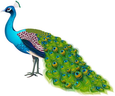 Clipart Of Peacock