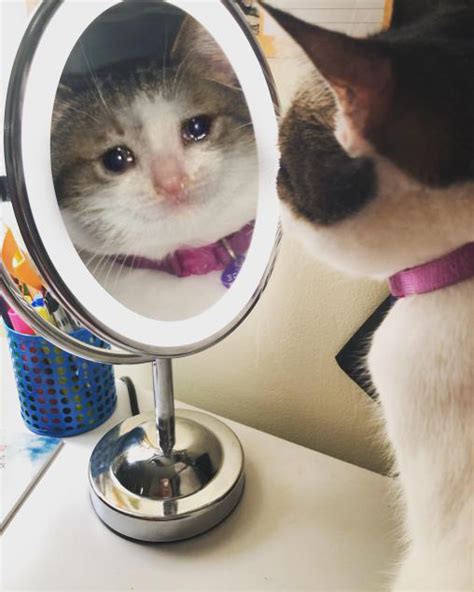 cat crying in front of the mirror Memes - Imgflip