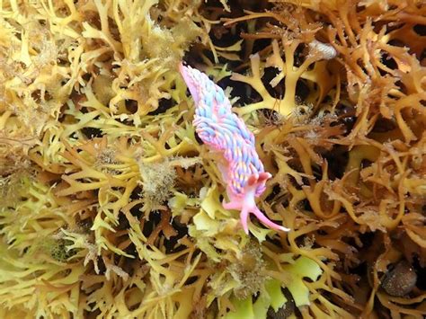 Rare rainbow sea slug spotted in Cornwall by stunned snorkeler ...