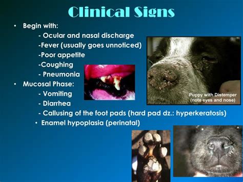 PPT - Canine distemper PowerPoint Presentation - ID:6408809