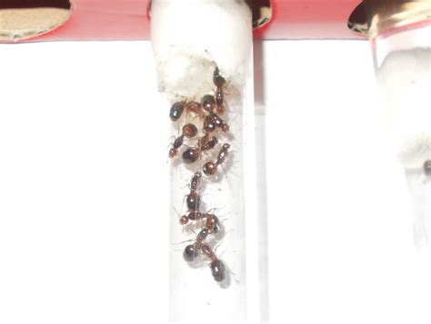 Solenopsis invicta Multi-queen colonies | RIFA Experiment(s) - Ant Keeping Journals - Ants ...