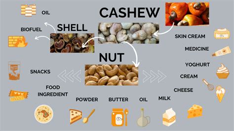 CASHEW NUTS - 13 Cashew Nut Products and Their Uses - TOSK